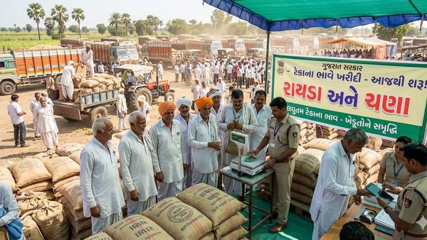 ગુજરાતમાં આજથી ચણા-રાયડાની ટેકાના ભાવે ખરીદી શરૂ, 2.96 લાખ ખેડૂતોને ફાયદો થશે