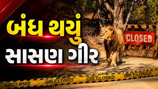 સિંહપ્રેમીઓ માટે મહત્વના સમાચાર: ચોમાસા અને સંવનનકાળને પગલે સાસણ ગીર અભયારણ્ય પ્રવાસીઓ માટે બંધ