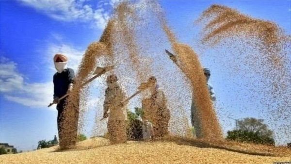 ખેડૂત આંદોલનનું એક વર્ષ: ત્રણેય કાયદા પાછા ખેંચી લીધા બાદ ખેડૂતોની સમસ્યાઓનો અંત આવી જશે?