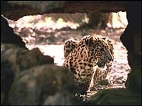 तेंदुओं की घटती संख्या चिंताजनक