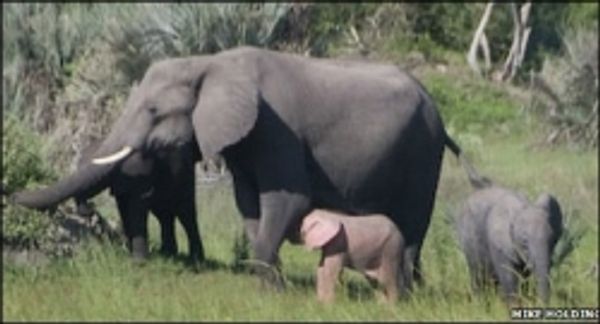 अफ्रीका के जंगल में दिखा गुलाबी हाथी