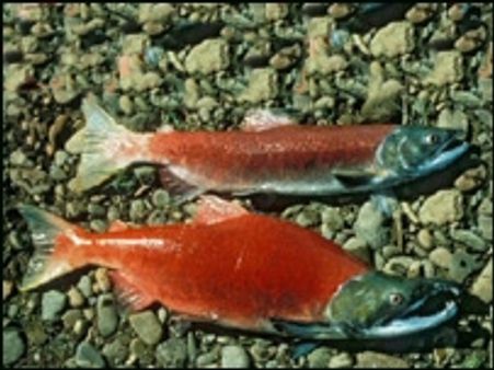 मछली से संबद्ध कुछ मुहावरे