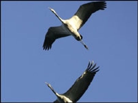 एक तीर से दो शिकार...