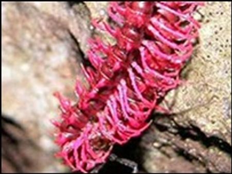 New species discovered in the Mekong