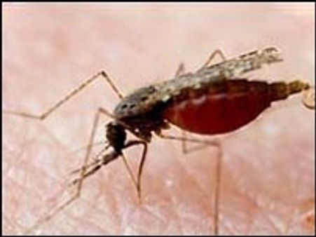 सबसे कारगर दवा पर भी भारी हुआ मच्छर