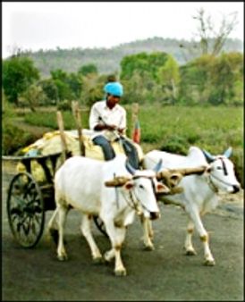 चुनावी एजेंडे से ग़ायब हैं किसान
