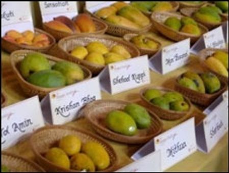 विश्व कप में मिलेंगे मालदा के आम