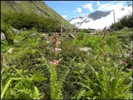 पौधों की प्रजातियों के विलुप्त होने का ख़तरा
