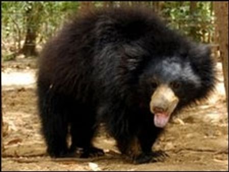 भालुओं को माओवादियों से ख़तरा?