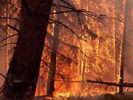 धधक रहे हैं एमपी के जंगल