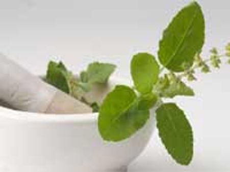 'स्‍वाइन फ्लू से बचाती है तुलसी'