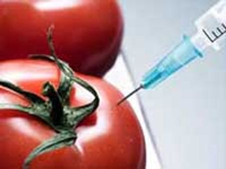 बीटी फसलों पर नियामक ढांचे की जरूरत