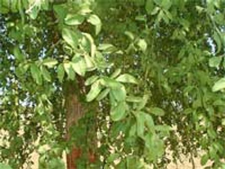 विश्व पर्यावरण दिवस पर आप करें पहल