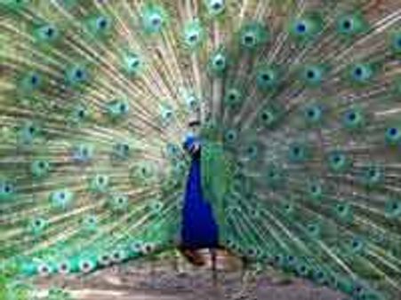 मिलिए नमाज़ी मोर से!