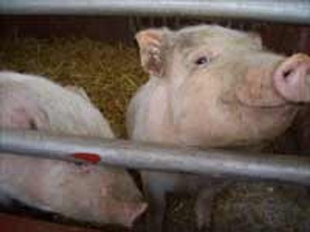 पालतू सूअर के काटने से मालिक की मौत