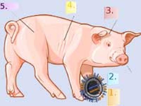 राजस्थान में स्वाइन फ्लू के 26 नए मामले