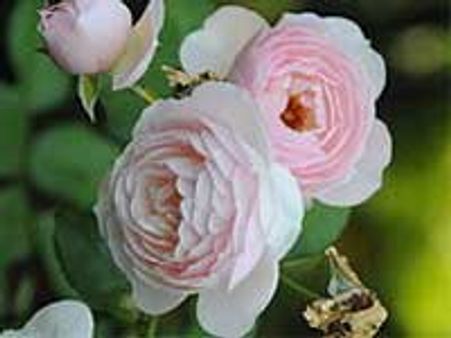 चण्डीगढ़ में होगा 'गुलाब महोत्सव'