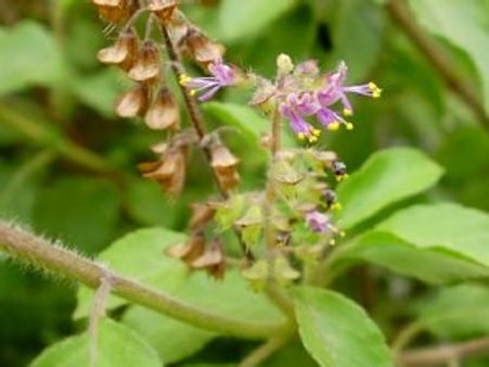 तुलसी का पूजन कर पायें तीन दोषों से मुक्ति