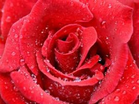 गुलाब से होती हैं मुरादें पूरी...