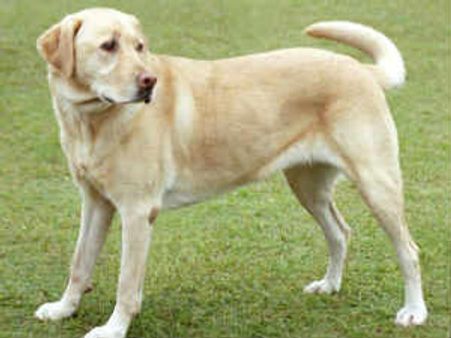 उत्तर प्रदेश : लापता कुत्ते पर पांच लाख का इनाम