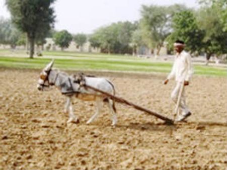 अब गधा, गधा नहीं रहा बैल बन गया