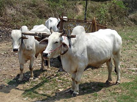 किससे विवाह करें चीनी राशि वृष के जातक