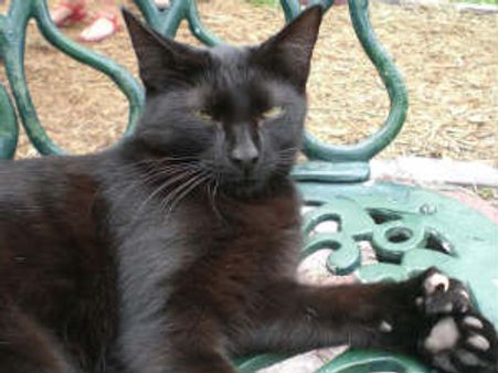 किसे लाइफपार्टनर चुने चीनी राशि बिल्‍ली के जातक?