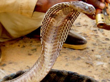 सर्प राशि वाले का लाइफपार्टनर कैसा हो