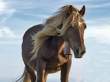 अश्‍व राशि के लोगों कि किससे पटती है ज्‍यादा