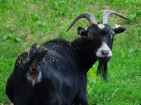 चीनी राशि बकरी वाले लोगों का लाइफपार्टनर