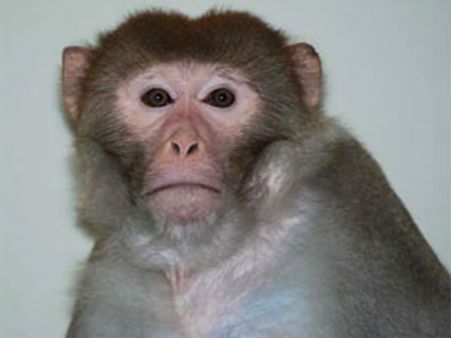 वानर राशि वाले किसे चुने अपना लाइफपार्टनर?