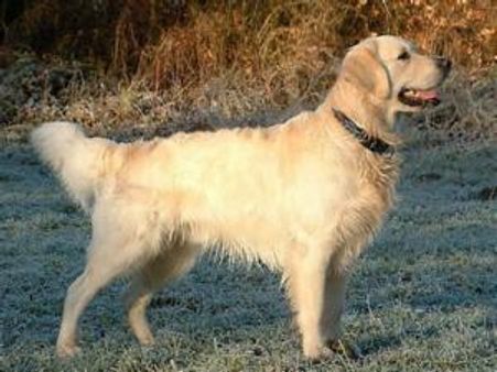 श्‍वान राशि वालों का कौन है सही लाइफपार्टनर