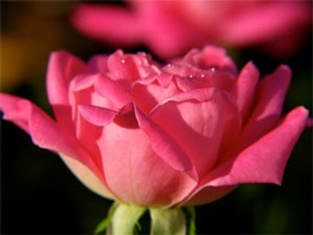 रोज़ डे..लाता हैं अपनो को और करीब...