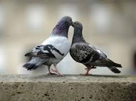 'किस डे' पर किस देना पड़ सकता है भारी