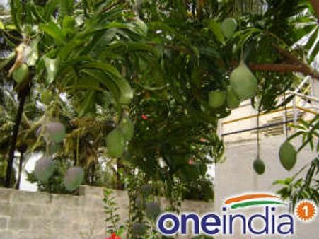 बेंगलूरु के किसान ने एक पेड़ पर उगाईं आम की 12 प्रजातियां