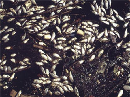 गोमती नदी में प्रदूषण की भेंट चढ़ीं सैकड़ों मछलियां