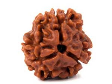 पेट के रोग दूर करता है तीन मुखी रुद्राक्ष