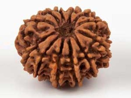 आत्मघाती प्रयासों को विफल करता है चार मुखी रुद्राक्ष