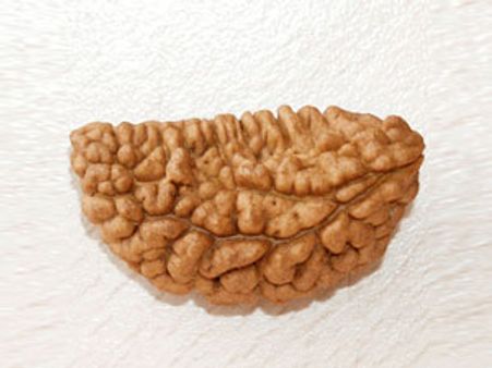 परेशानियों से छुटकारा दिलाता है पंचमुखी रुद्राक्ष