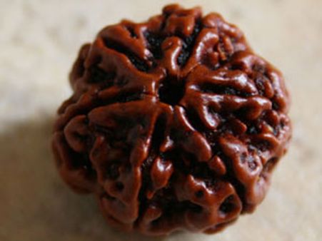 ज्ञान व स्मरण शक्ति बढ़ाता है छहमुखी रुद्राक्ष