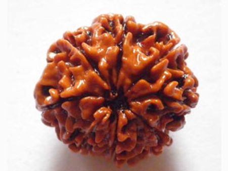 साहस, आत्मविश्वास और पराक्रम लाता है आठमुखी रुद्राक्ष