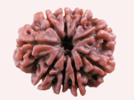 परिवार में सुख समृद्धि लाता है 9 मुखी रुद्राक्ष