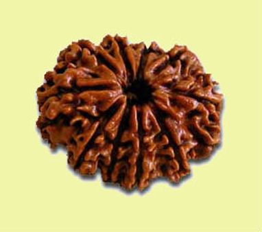10 दिशाओं से खुशियां लाता है दस मुखी रुद्राक्ष