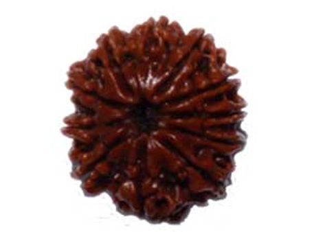 भगवान शिव का रूप है ग्‍यारह मुखी रुद्राक्ष