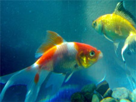 यूपी में मछली पाल कर रोका जाएगा दिमागी बुखार