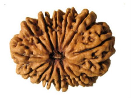 बजरंगबली का प्रतीक है चौदह मुखी रुद्राक्ष