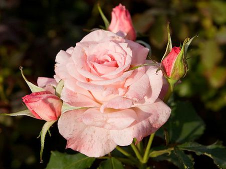 रोज डे: लाल गुलाब और इजहार ए मुहब्बत