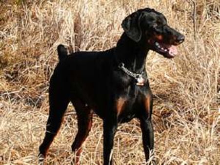 जन जानवर और ज़िन्दगी