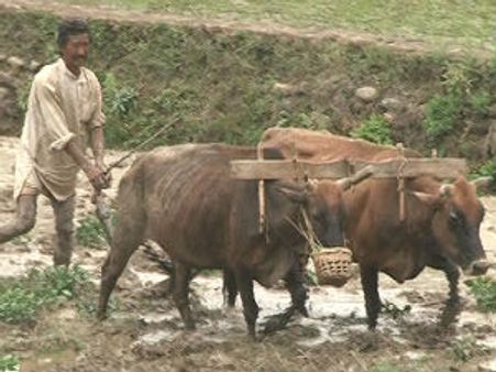 कविता: वो 'कृषक' तभी कहलाते हैं !