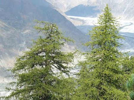 कविता: 'विटप एव्ं वसुधा'